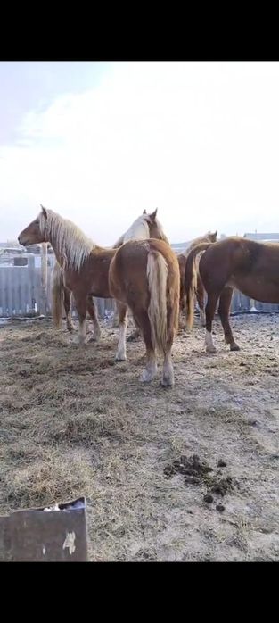 Продам тяжных жерёбых кобыл