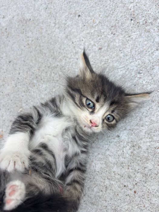 Котята ищут своих хозяев.