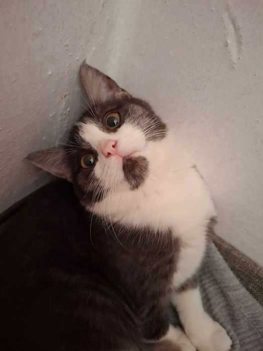 Кот кошка котенок