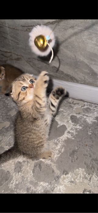 Скотиш фолд табби шиншилла мальчик 2 месяца