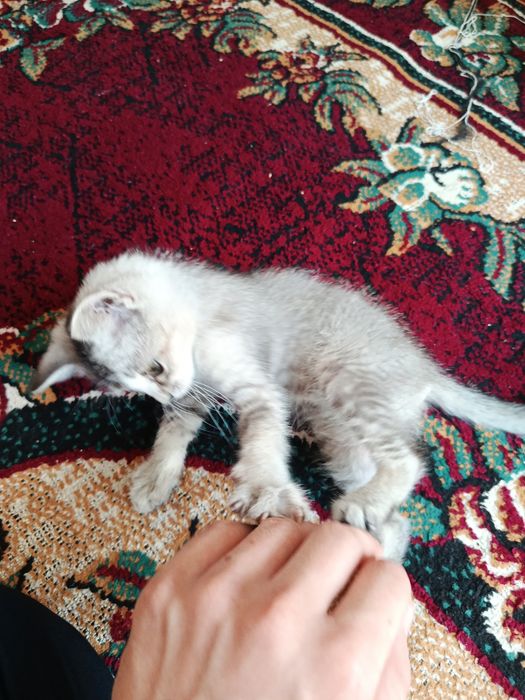 Metis mushuk bolasi
