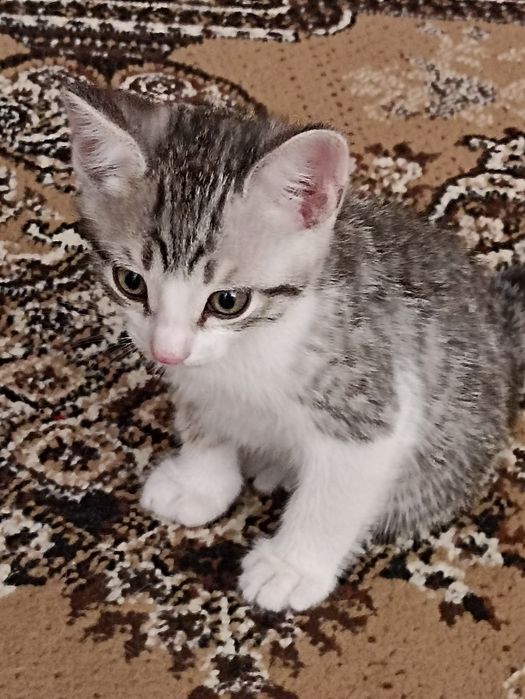 Отдам котёнка, мальчик.