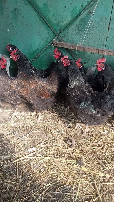 Продам куры несутся