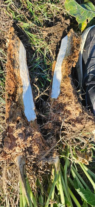 Hrean Proaspăt Scos