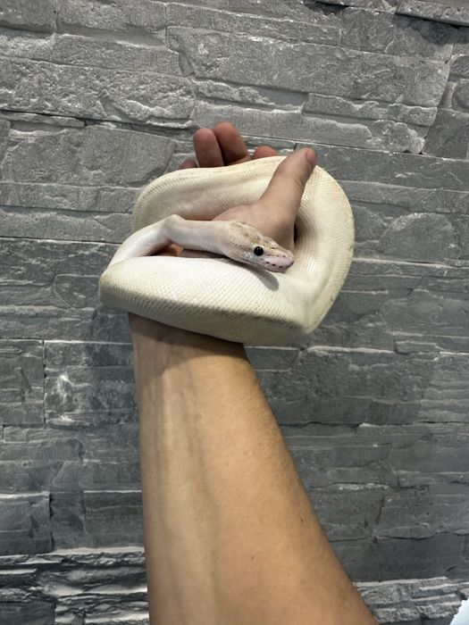 Королевский питон