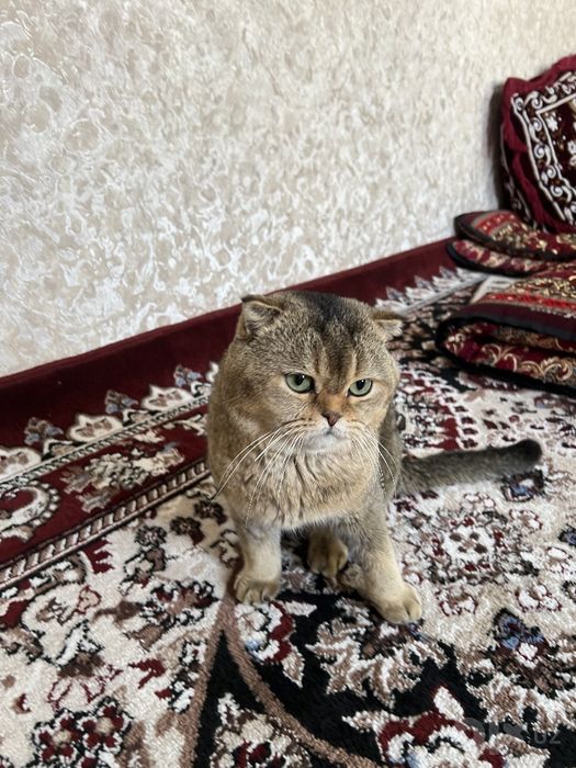 Shotlandski kalta yungli shinshila