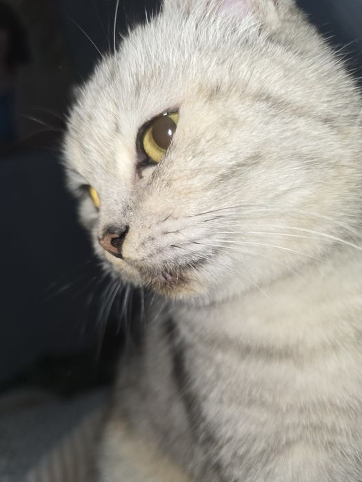 Котята от элитной кошки