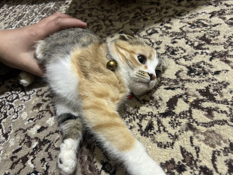 продам кошку шотландскую вислоухую