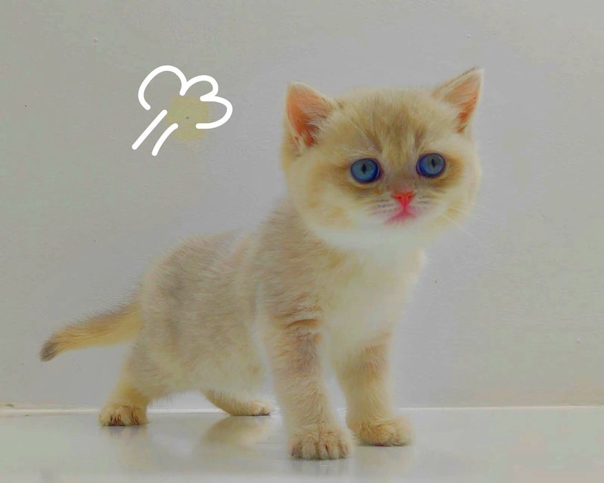 Бриташки очаровашки