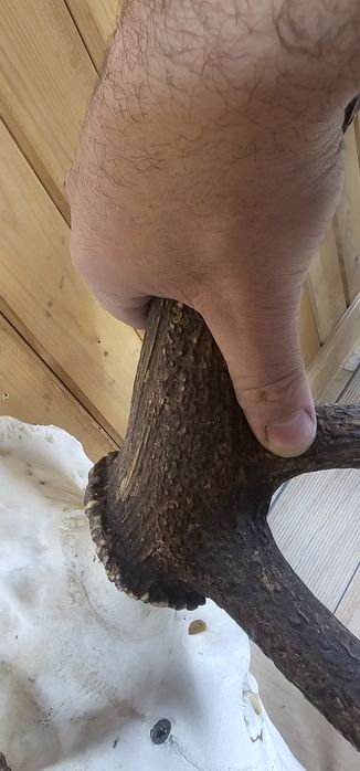 Рога и трофей от  елен и съръндак