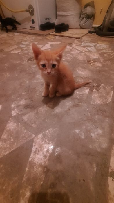 Котята даром, бесплатно.