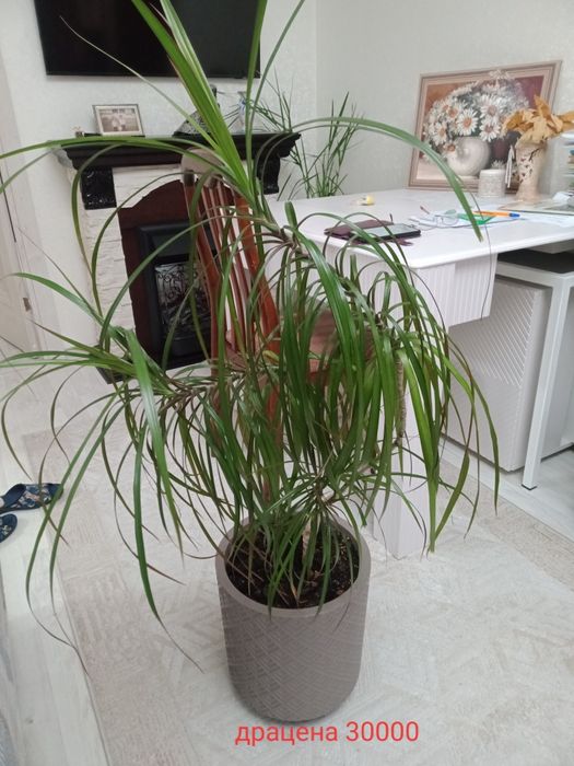 Продам комнатные цветы