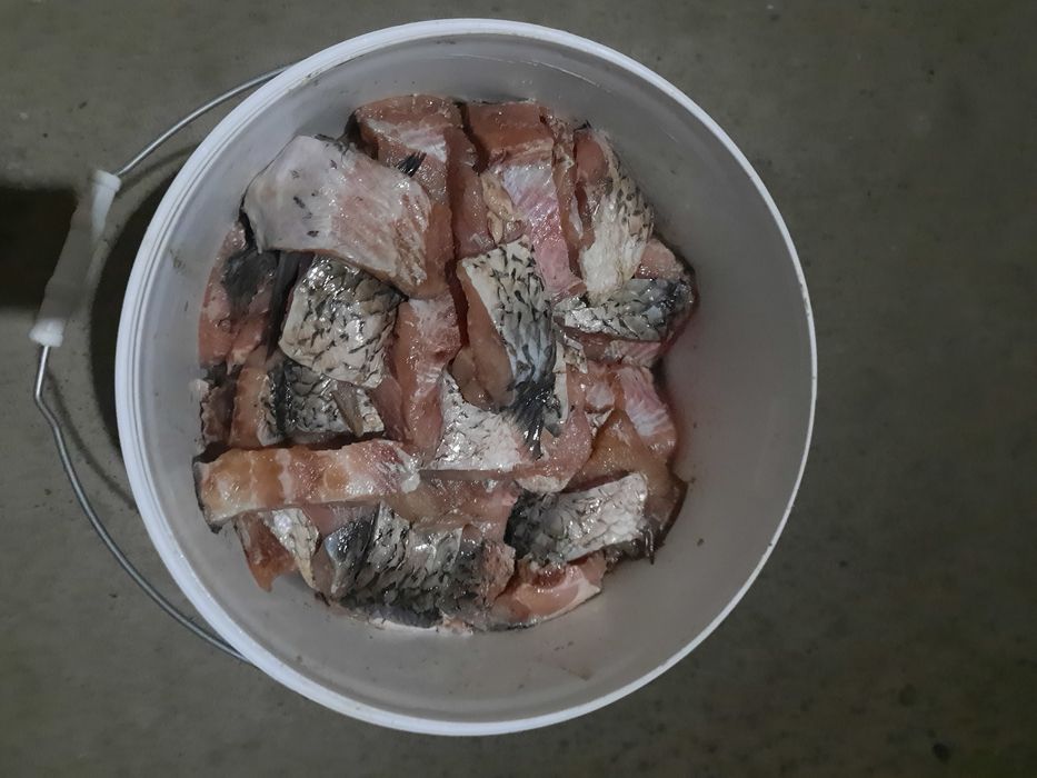 Рыба сазан свежий