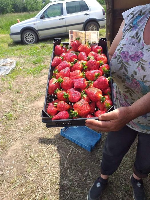 Разсад за ягоди 0.25€ целогодишни сезони и други само сега разполагаме