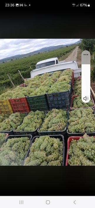 Struguri de vin toate soiurile posibil