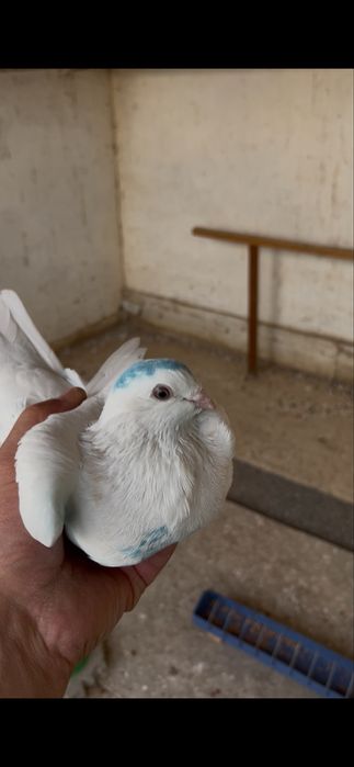 Продам белых тасманов с тягой на греблях