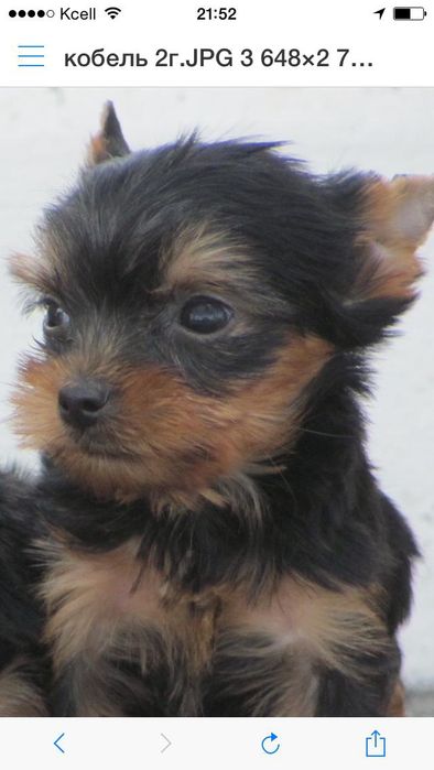 Йоркширский терьер