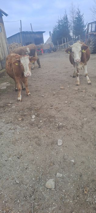 Vând 2 jurinci    .