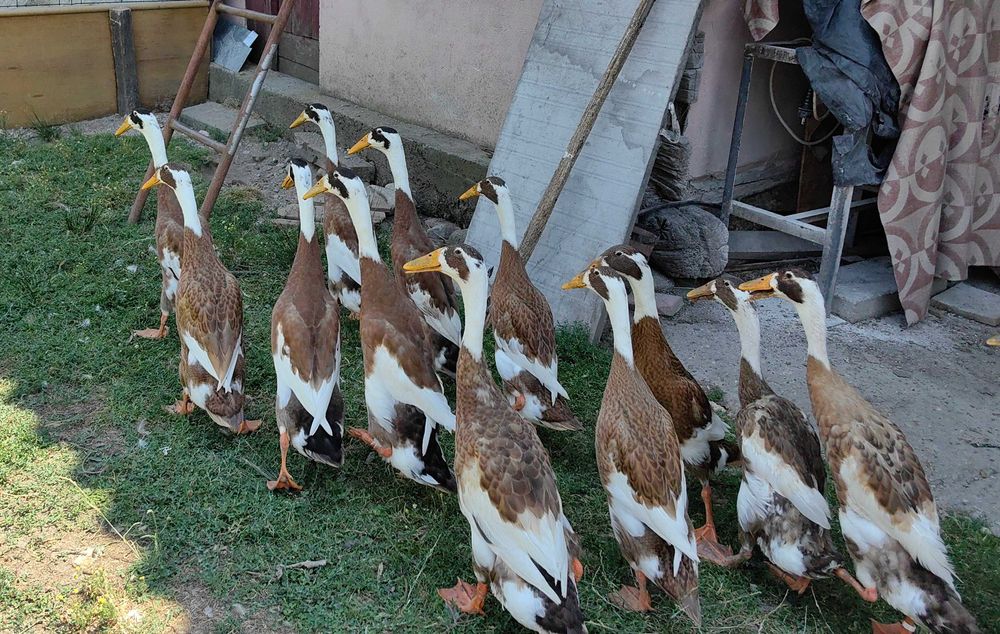Oua rata alergătoare indiana, culoare maro baltat