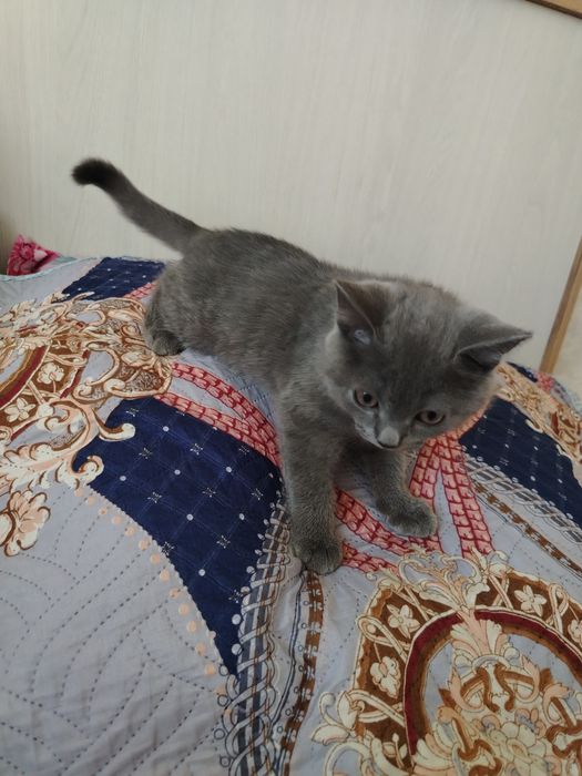 Котенок британец