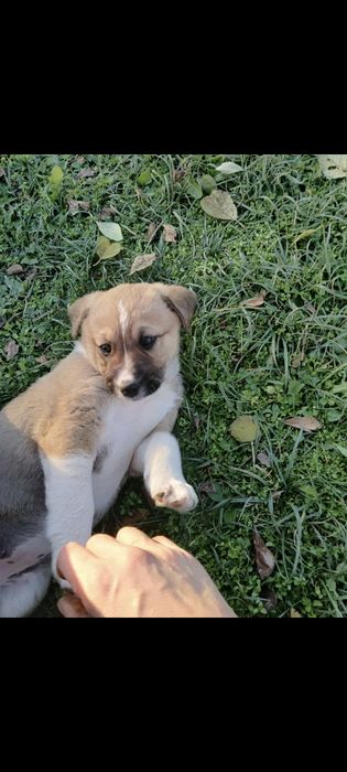 Donez catei  talie mare