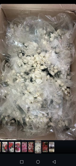 Свежие тюльпаны оптом