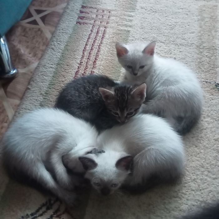 Отдам котят в надёжные, добрые руки.