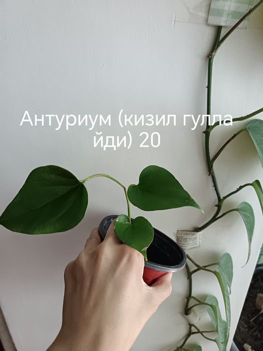 Бошка эьлонларимниям куринг