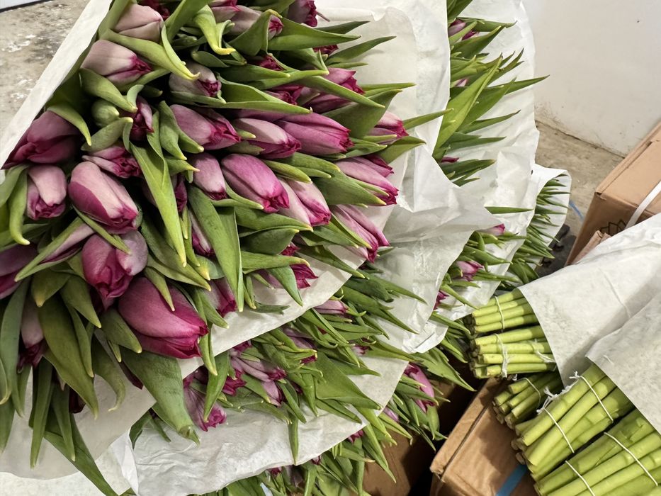 Тюльпаны Голландия