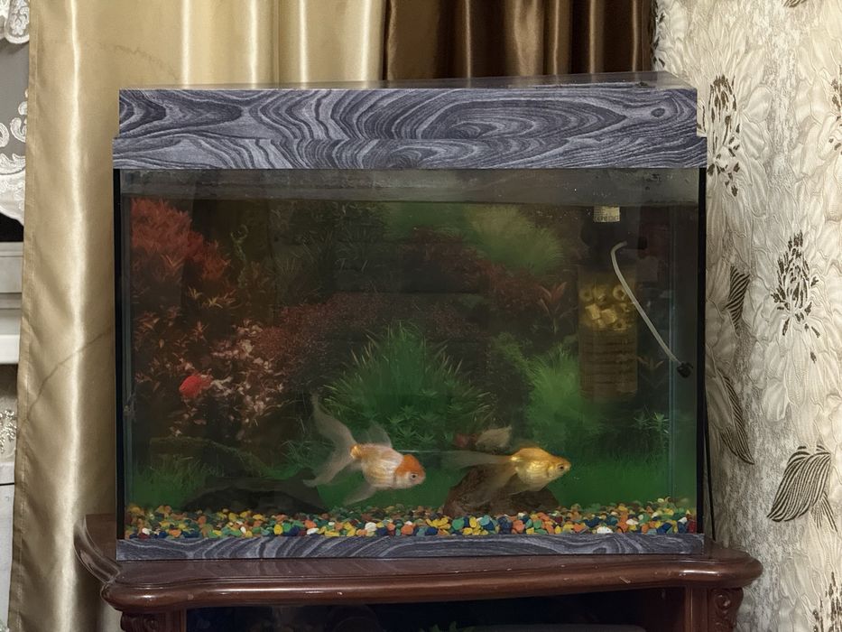 Аквариум 100л с рыбками