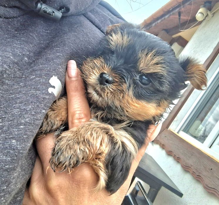 Йоркшийски териер