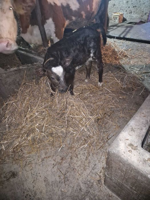 Vitei de lapte  de vanzare