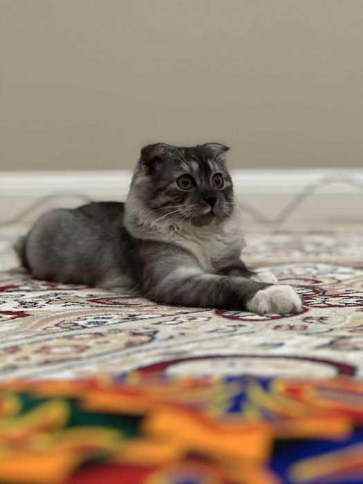 Пропал кот абай-жанатурмыс