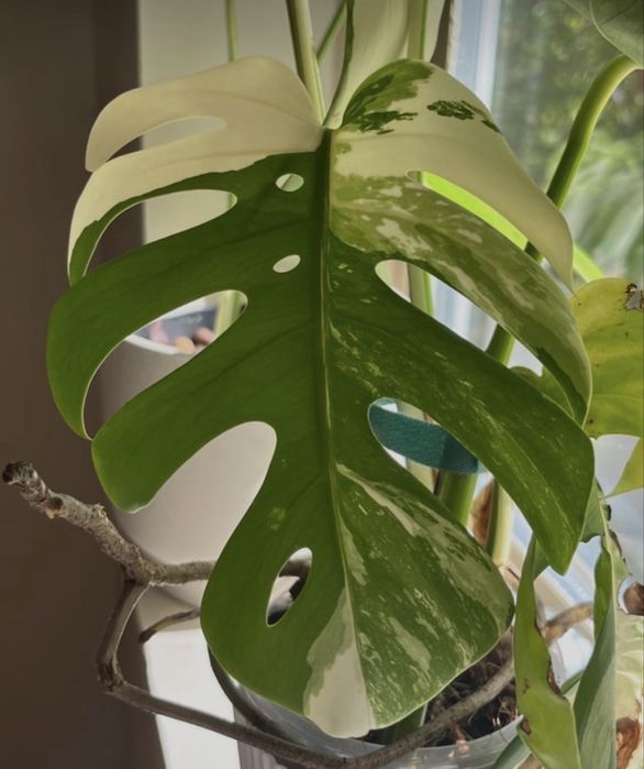 Монстера Альбо узлы с вариегатностью