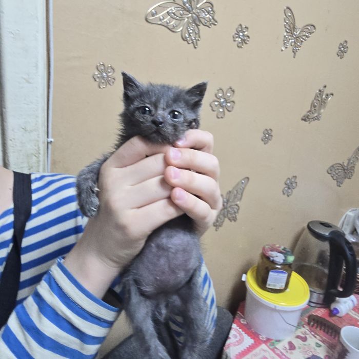 Отдам котенка в добрые руки