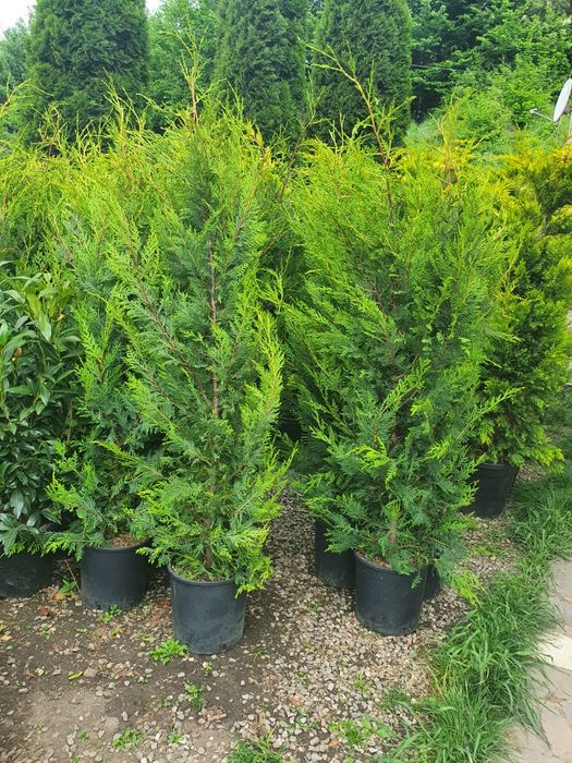 Găsește toate plantele pentru curtea ta – de la Magnolia grandiflora