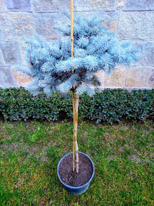 Picea pungens glauca globosa