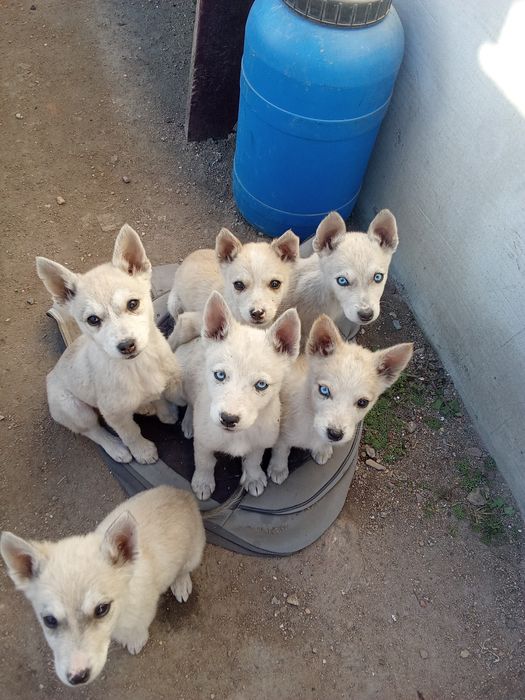 Отдам щенят. Собачата