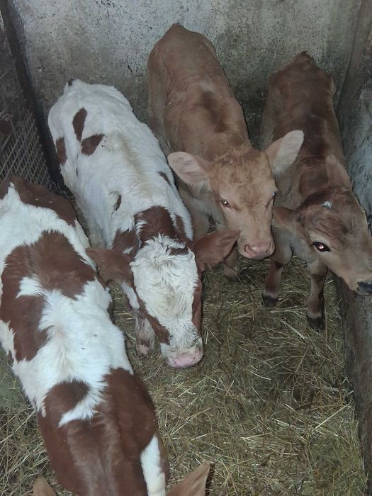 Vitei sugari de vanzare