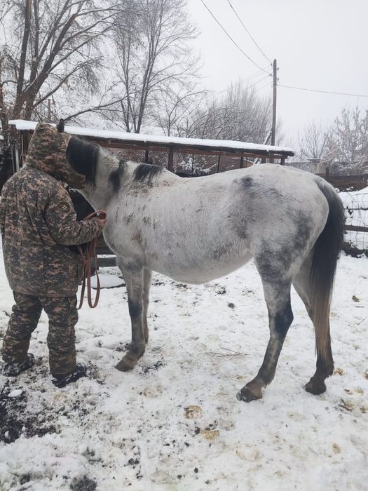 Лошадь Бие кысыр д