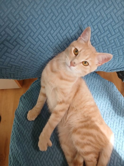 Млад, красив  и неотразим търси дом