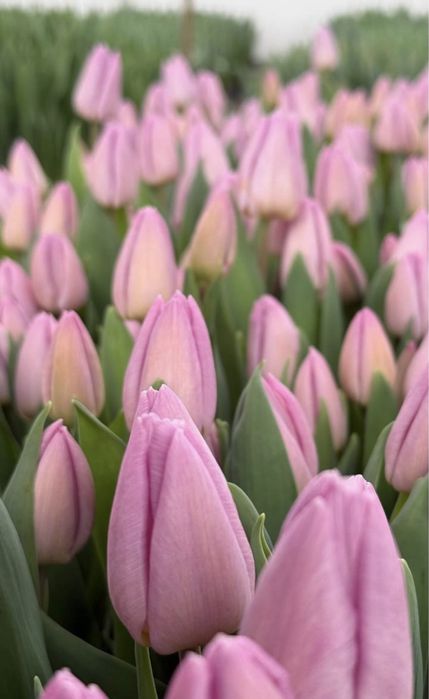 Тюльпан, тюльпаны корпаративные заказы