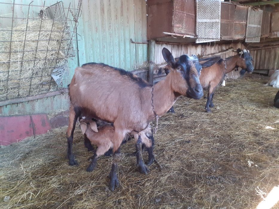 Capre alpin francez metis