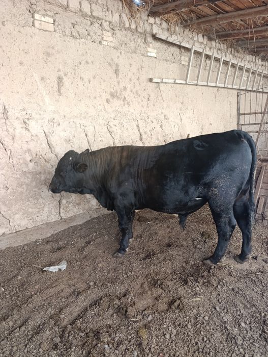 Angus buqa tozasi