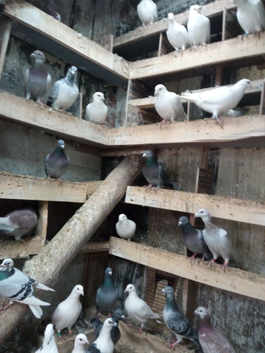 Porumbei de vânzare voiajori