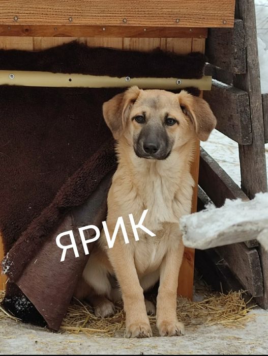 ПОДАРЮ ЩЕНЯТ...Подарим счастье в дом