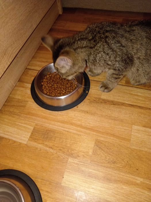 Animale de companie