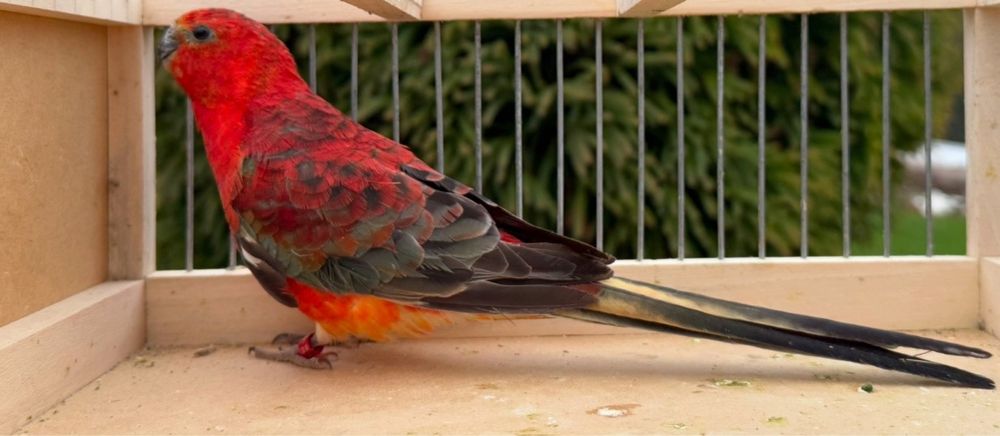 Пойни папагали Топ качество