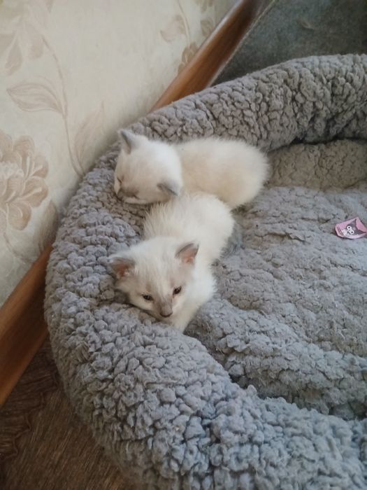 Котята в хорошие руки