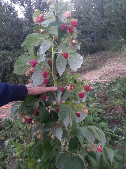 Продам срочно дача